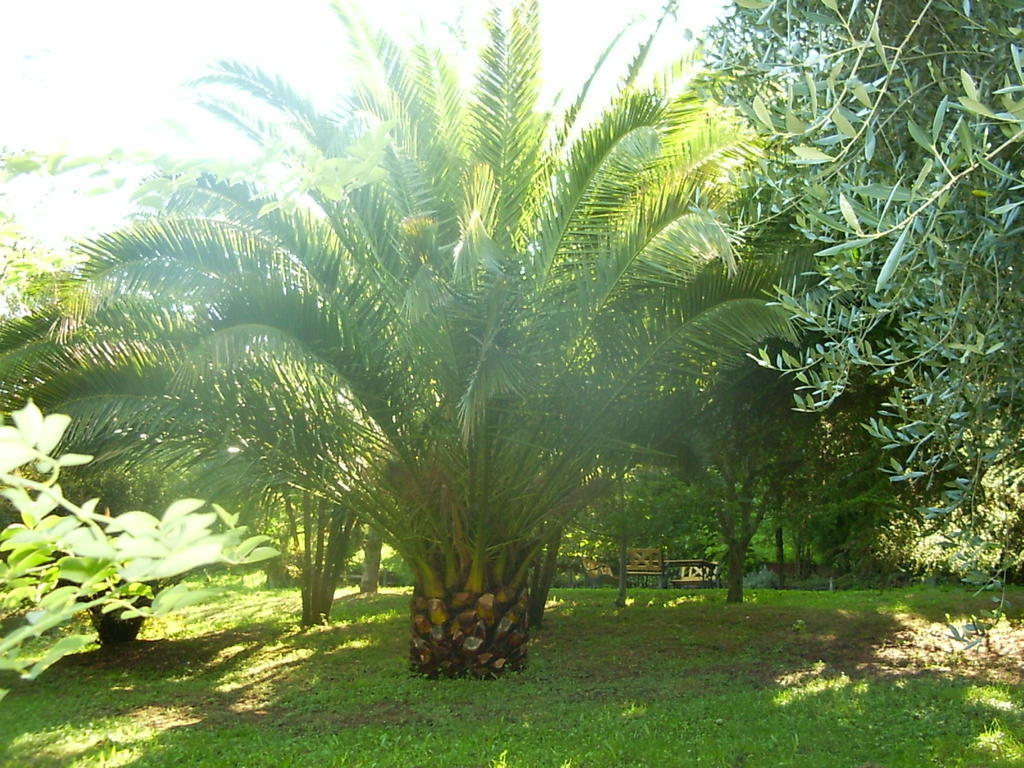 La Vecchia Quercia Bed and Breakfast Selci  Εξωτερικό φωτογραφία